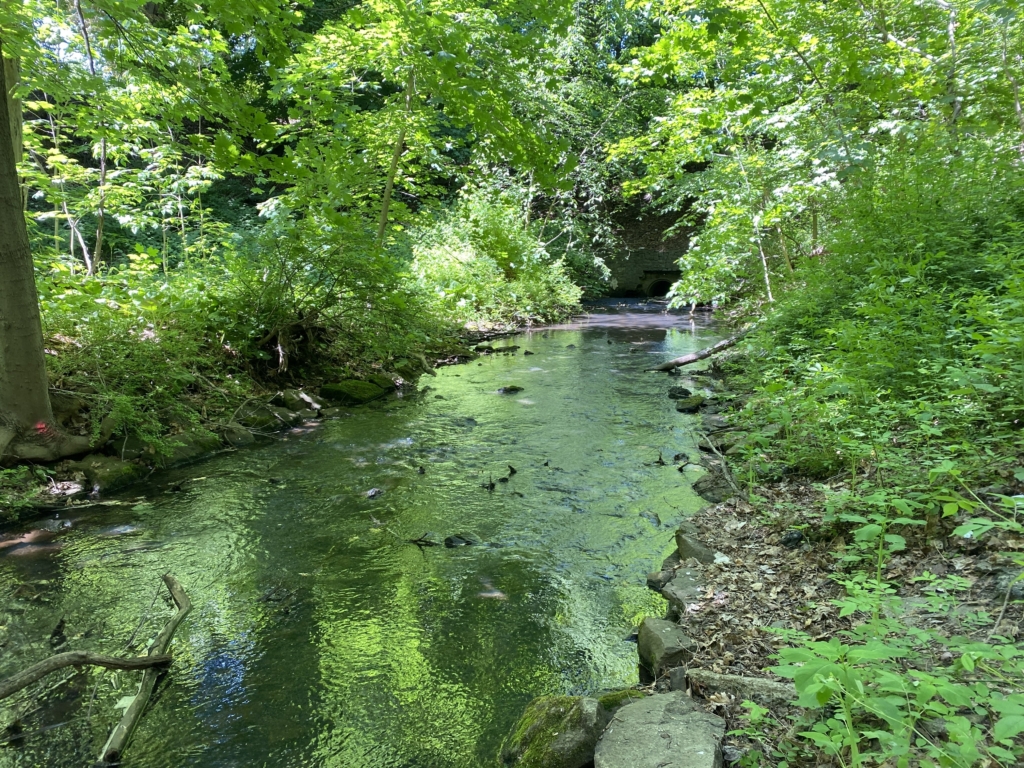 Bemis Pond Dam Removals & Abbey Brook Restoration - Tighe & Bond